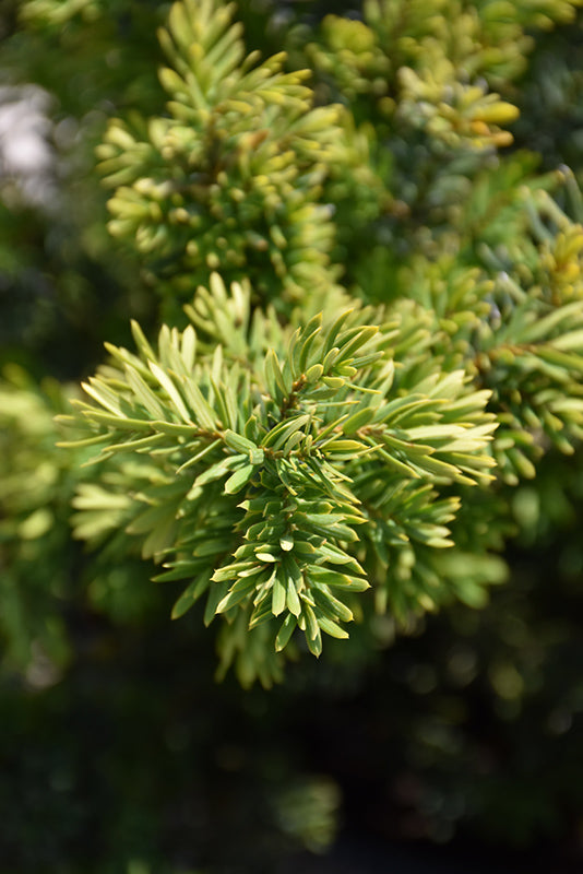 Taxus cuspidata 'Morden' (Morden Japanese Yew)