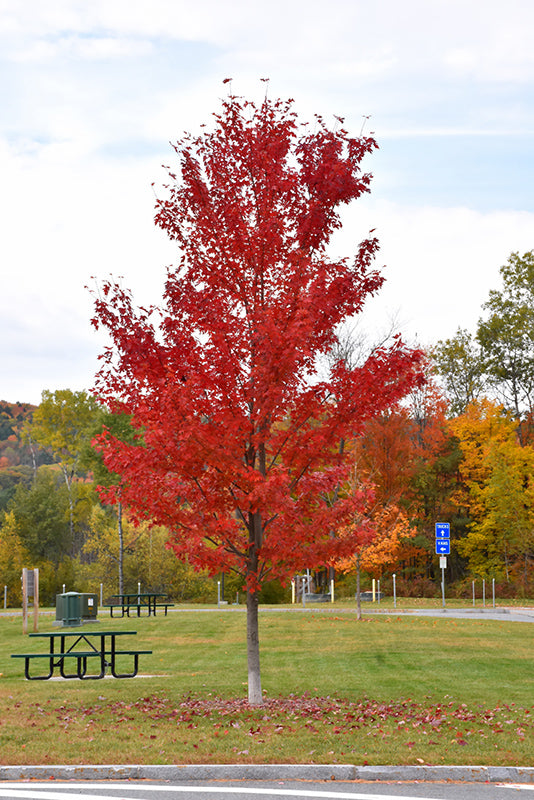 Acer x freemanii 'Autumn Fantasy' (Autumn Fantasy Maple)