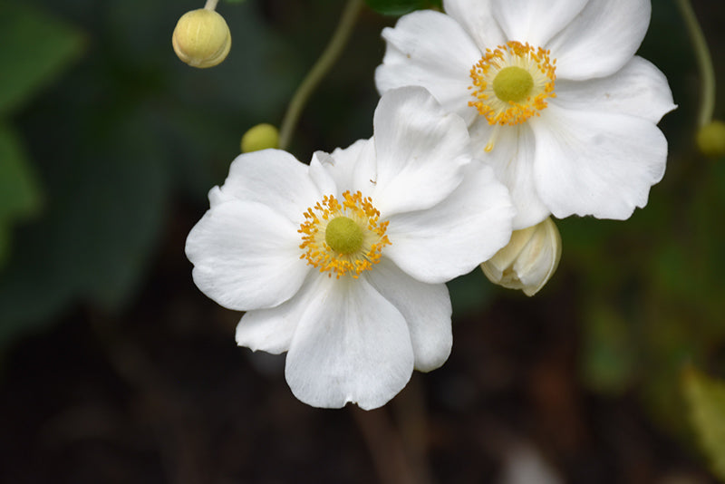 Anemone x hybrida 'Honorine Jobert' (Windflower)