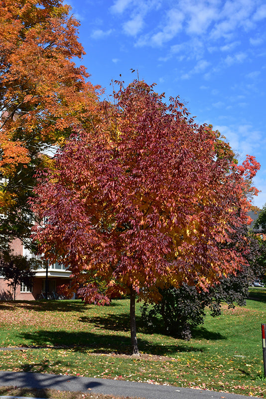 Fraxinus americana 'Autumn Applause'