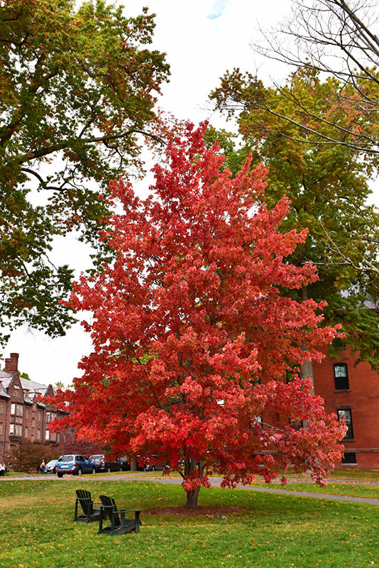 Acer rubrum 'Bowhall' (Red Maple)