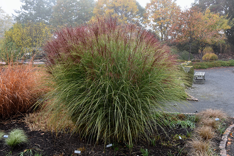 Miscanthus sinensis 'Morning Light' (Maiden Grass)