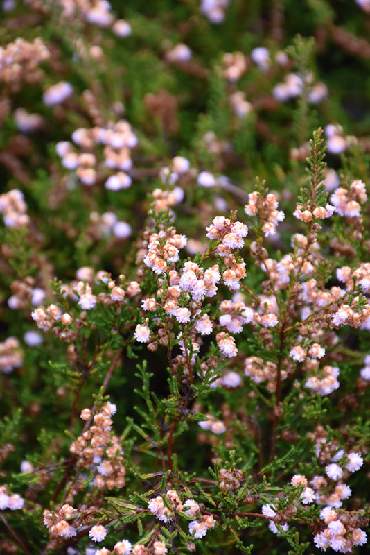 Calluna vulgaris 'County Wicklow' (Heather)