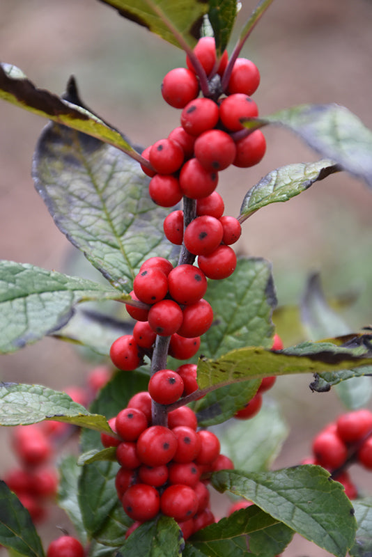 Ilex verticillata 'Maryland Beauty'