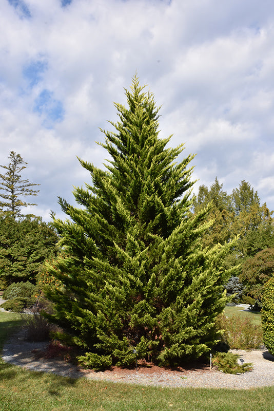 Cupressocyparis x leylandii 'Gold Rider'