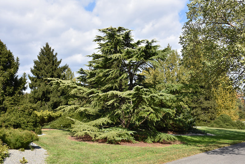 Cedrus deodara 'Aurea' (Golden Deodar Cedar)