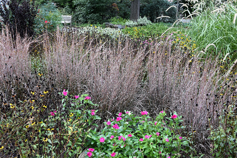 Schizachyrium scoparium 'Standing Ovation' (Standing Ovation Bluestem)
