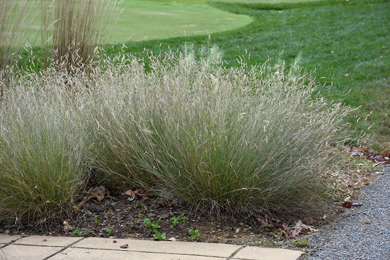 Bouteloua gracillis 'Blonde Ambition' (Blue Grama Grass)