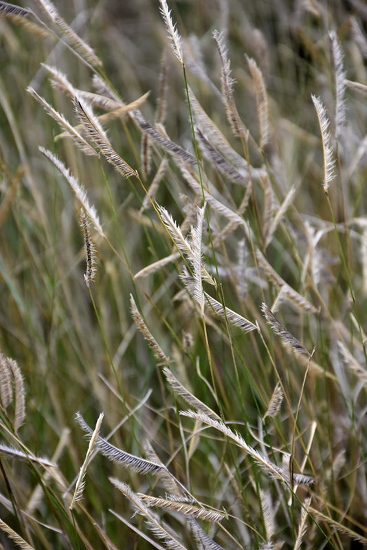 Bouteloua gracillis 'Blonde Ambition' (Blue Grama Grass)