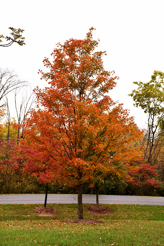 Acer 'Keithsform' / 'Norwegian Sunset' (Maple)
