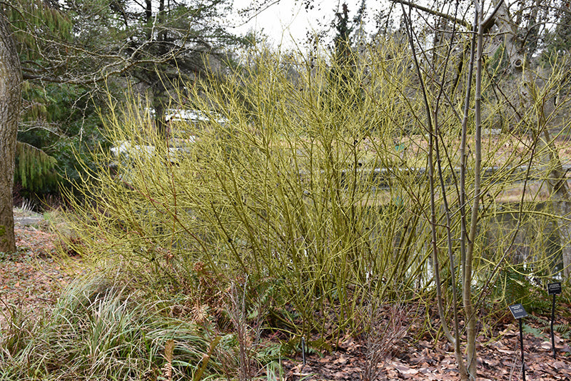 Cornus sericea 'Flaviramea'
