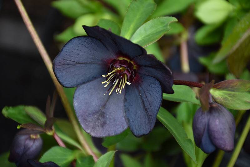 Helleborus 'Black Diamond'