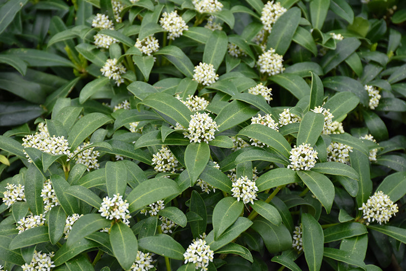 Skimmia reevesiana (Reeves Skimmia)