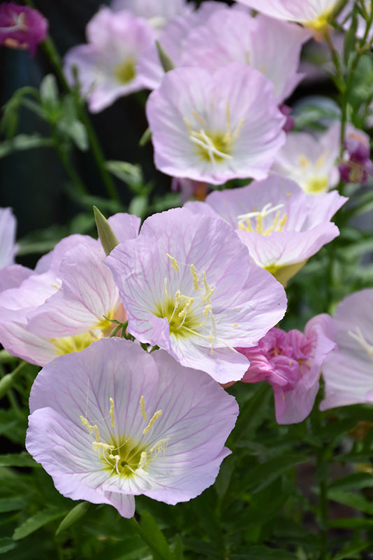 Oenothera berlandieri 'Siskiyou' (Mexican Evening Primrose)