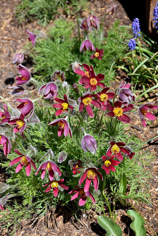 Pulsatilla vulgaris 'Rubra' (Red Pasqueflower)
