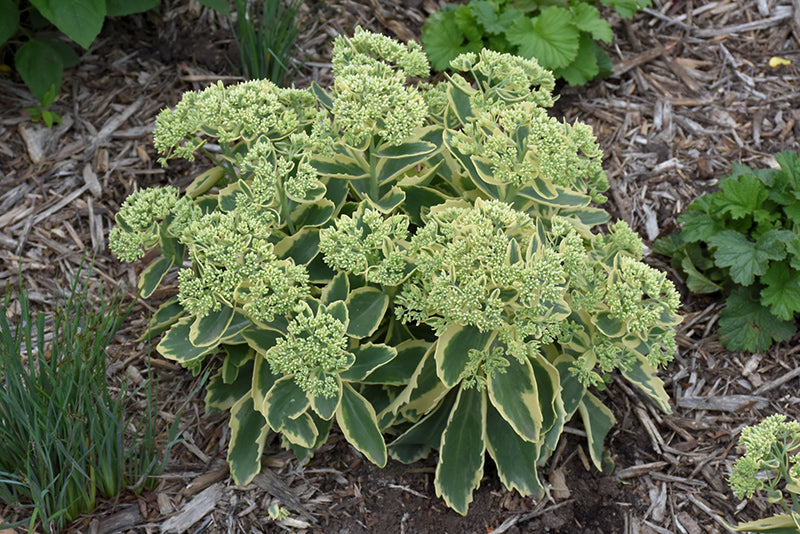 Sedum 'Elsie's Gold' (Elsie's Gold Stonecrop)