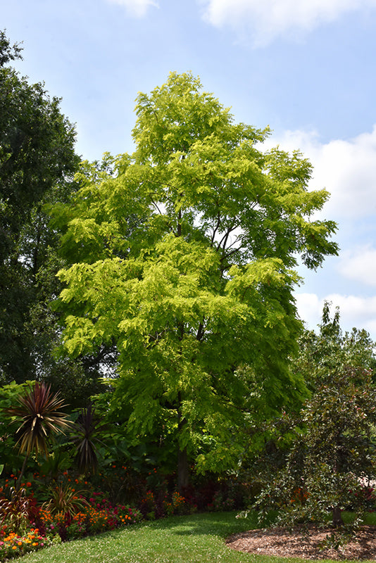 Robinia pseudoacacia 'Frisia' (Frisia Locust)