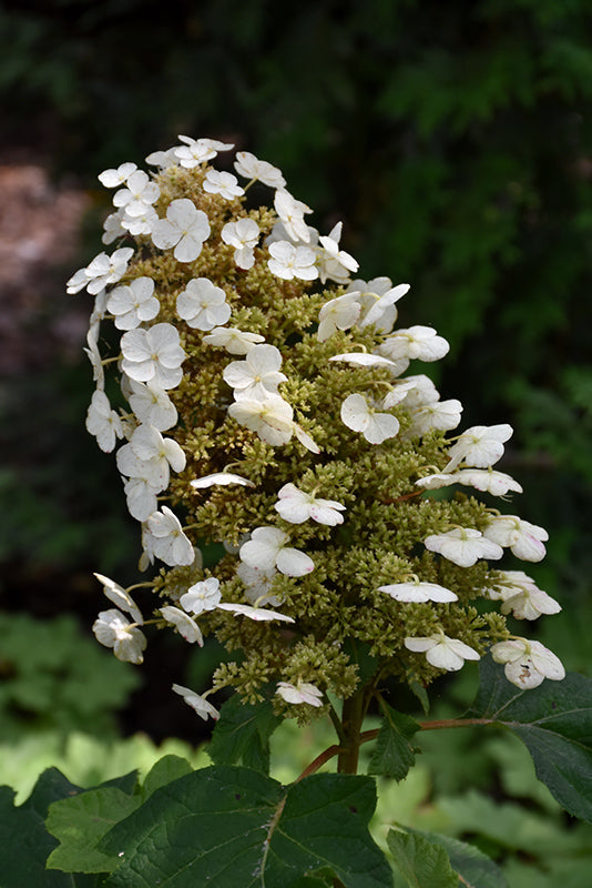 Hydrangea quercifolia 'Sikes Dwarf'