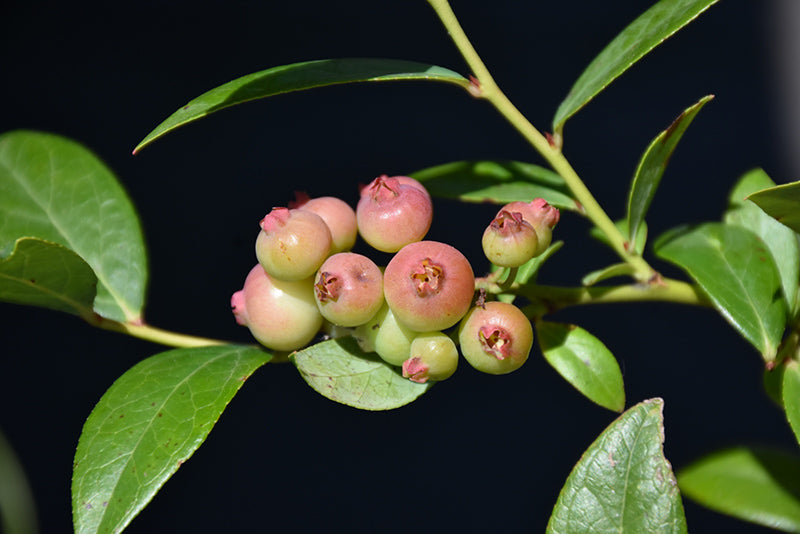 Vaccinium 'Pink Lemonade' (Blueberry)