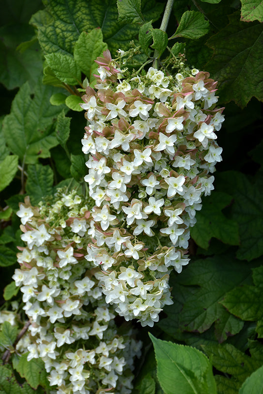 Hydrangea quercifolia 'Snowflake'