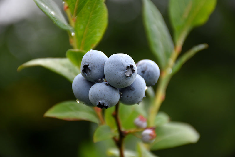 Vaccinium 'Northsky' (Blueberry)
