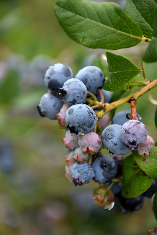 Vaccinium corymbosum 'Darrow' (Blueberry)