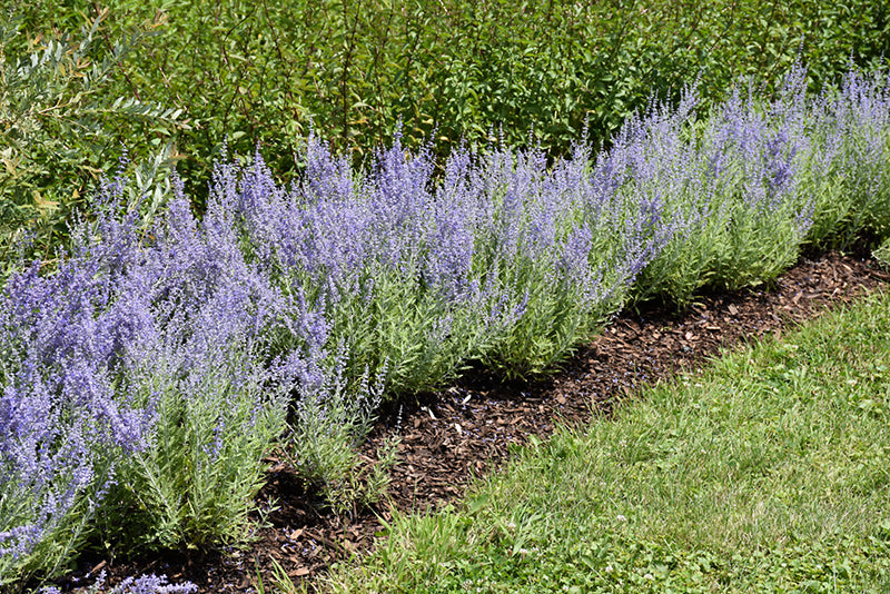 Perovskia atriplicifolia 'Lacey Blue' (Russian Sage)