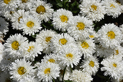 Leucanthemum x superbum 'Ooh La LaSpider'