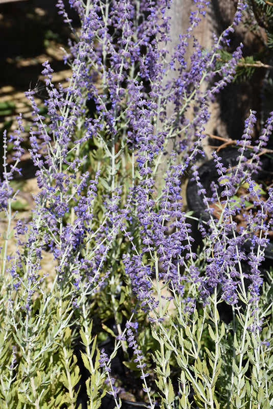 Perovskia 'Little Spire' (Little Spire Russian Sage)