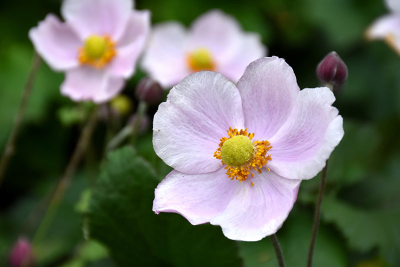 Anemone x hybrida 'September Charm' (Windflower)