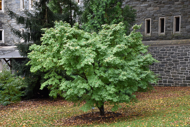Acer palmatum 'Ueno Yama' (Japanese Maple)