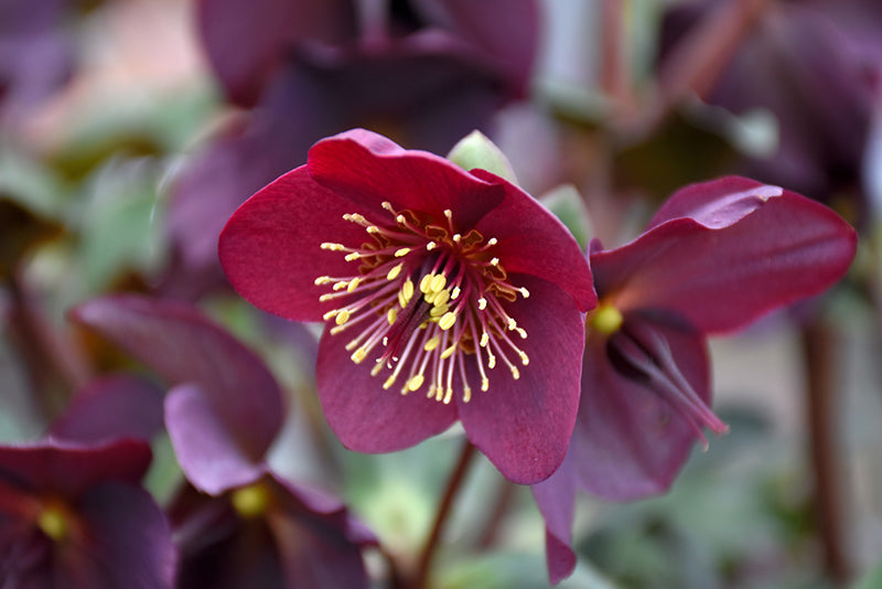 Helleborus 'Ice N' Roses Merlot'