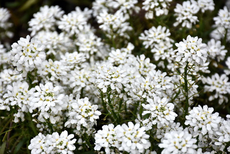 Iberis sempervirens 'Snow Cone'