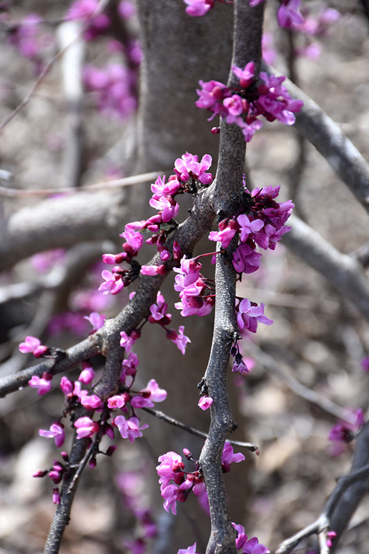 Cercis canadensis 'Ruby Falls' (Redbud)