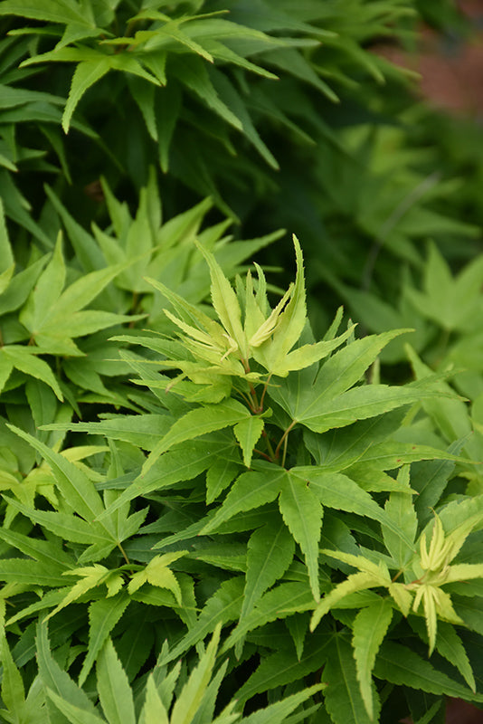 Acer palmatum 'Mikawa Yatsubusa' (Japanese Maple)