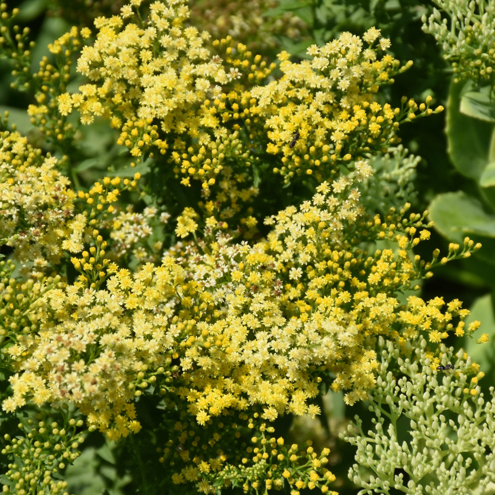 Solidago 'Dansolitlem' (Little Lemon Goldenrod)
