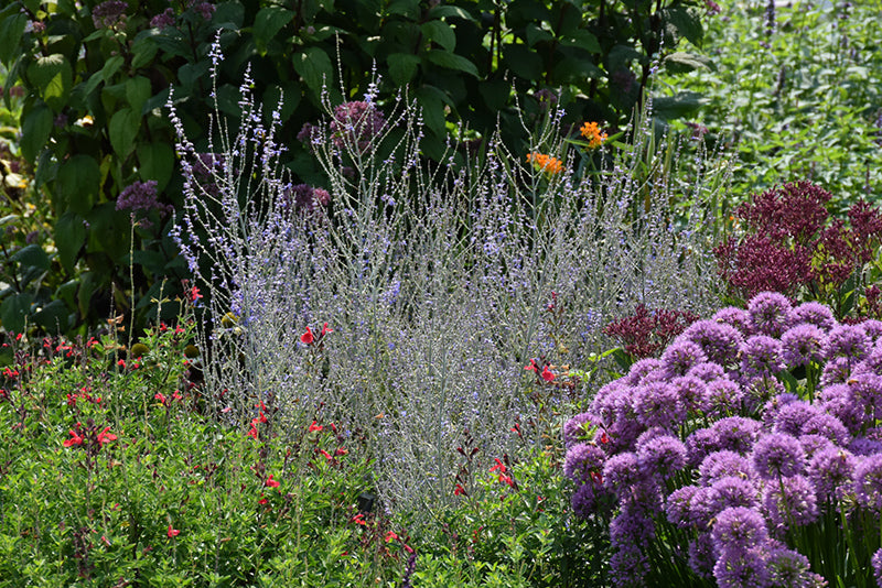 Perovskia hybrid 'Little Lace' (Little Lace Russian Sage)