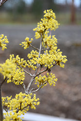 Cornus mas 'JFS PN4Legacy' / 'Saffron Sentinel' (Cornelian Cherry)
