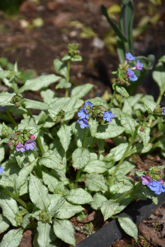 Pulmonaria 'Moonshine' (Lungwort)