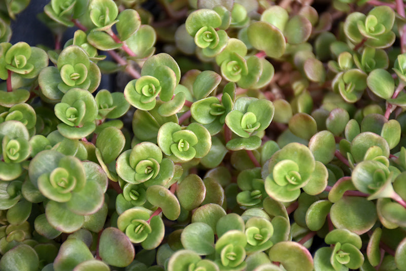 Sedum tetractinum 'Coral Reef' (Coral Reef Chinese Sedum)