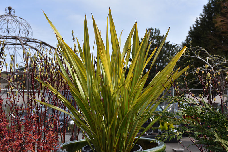 Phormium tenax 'Apricot Queen' (Apricot Queen New Zealand Flax)