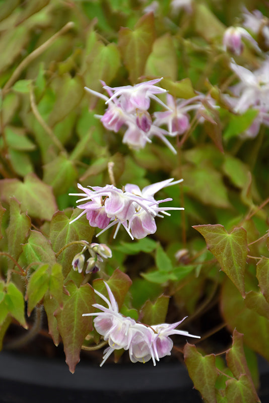 Epimedium x youngianum 'Merlin'