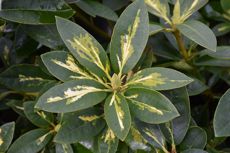 Rhododendron 'President Roosevelt'