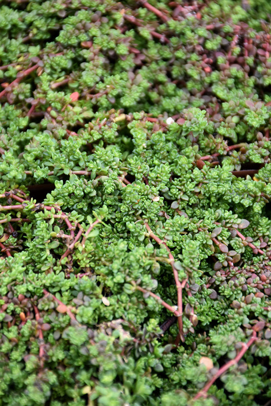 Herniaria glabra