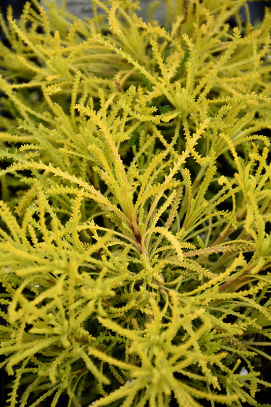 Santolina rosmarinifolia 'Lemon Fizz' (Lemon Fizz Santolina)
