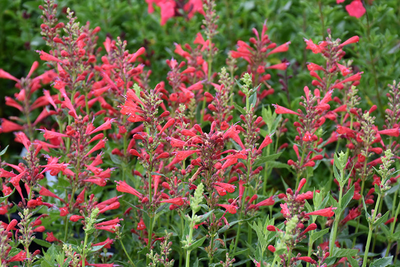 Agastache 'Kudos Red' (Hyssop)