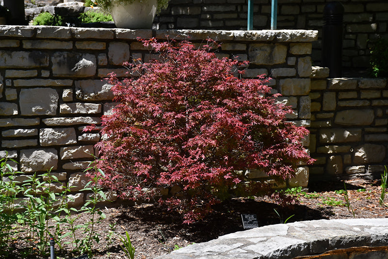 Acer palmatum 'Shaina' (Japanese Maple)