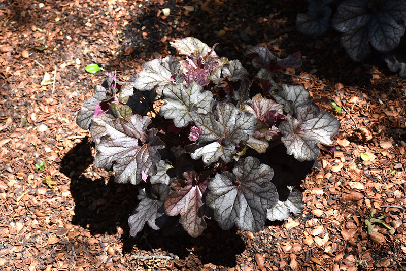 Heuchera 'Northern Exposure Black' (TNHEUNEB)