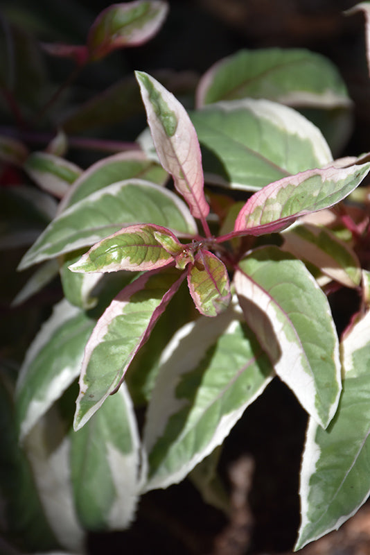 Fuchsia 'Island Sunset'