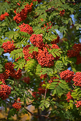 Sorbus aucuparia 'Edulis' (Edulis Mountain Ash)